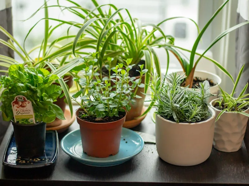 Indoor Herb Garden Kit
